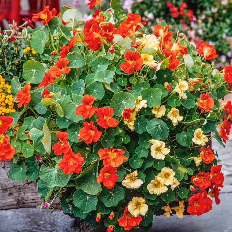 organic nasturtium seeds