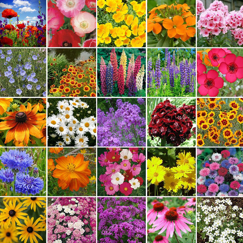 northeast wildflower seed mix