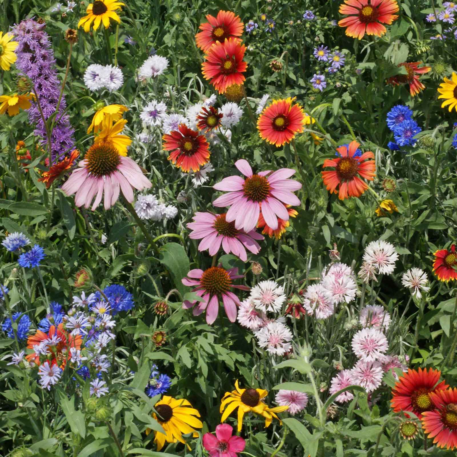 Native Wildflower Mixes