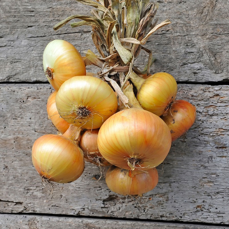 Organic Onion Seeds