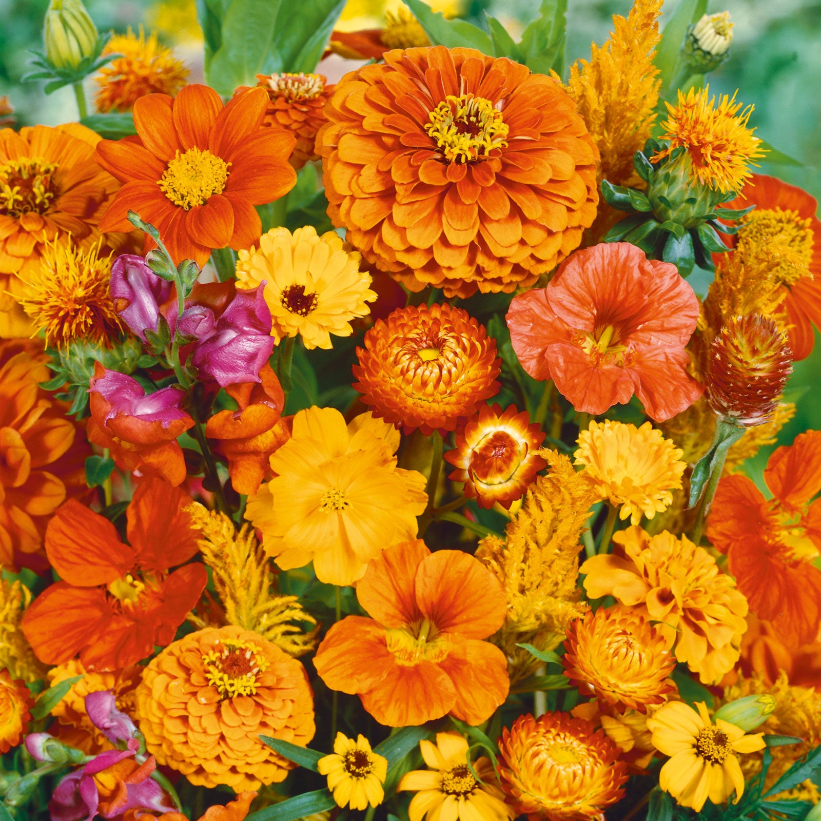 color-themed flower varieties