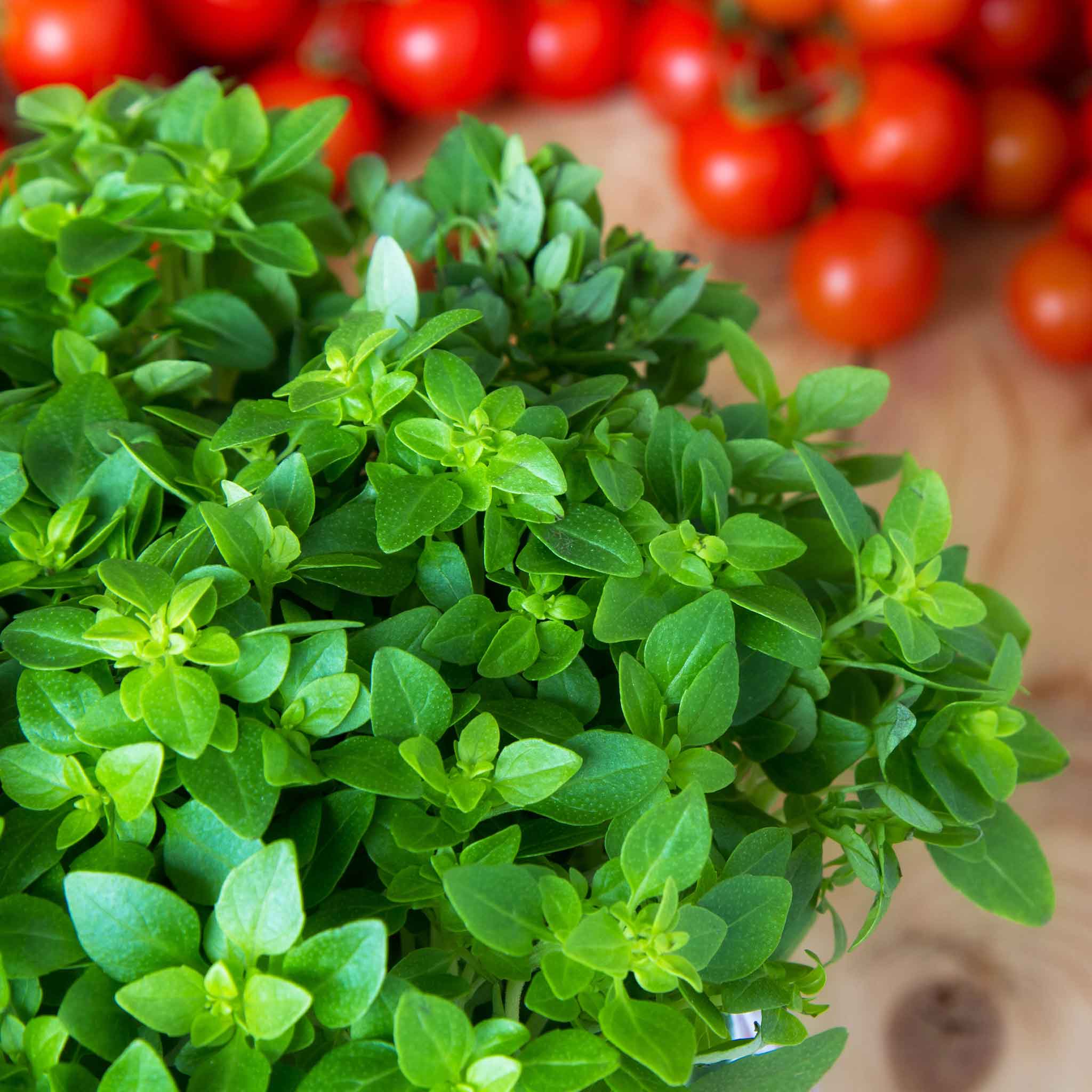 organic oregano seeds