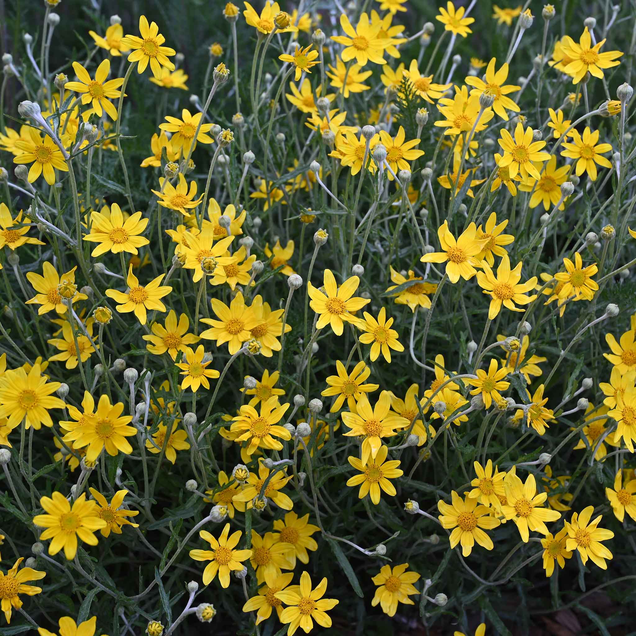 A dense cluster of bright yellow oregon sunshine flowers with slender green stems and small buds, photographed close up in a garden-like setting.