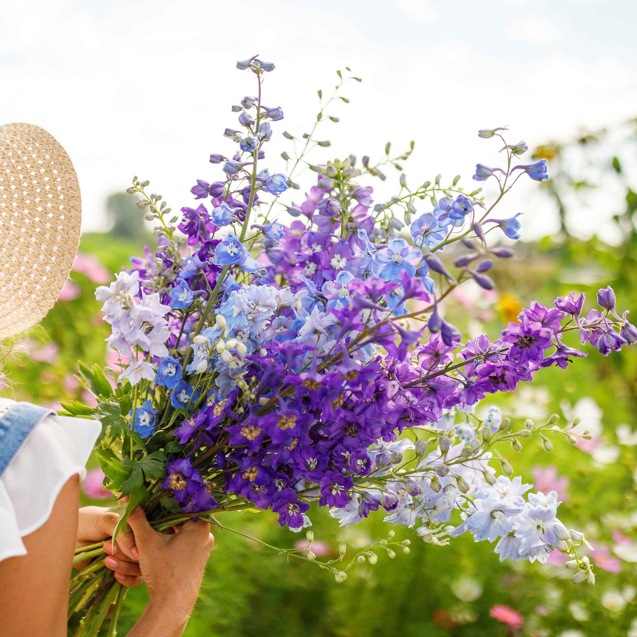 organic larkspur seeds