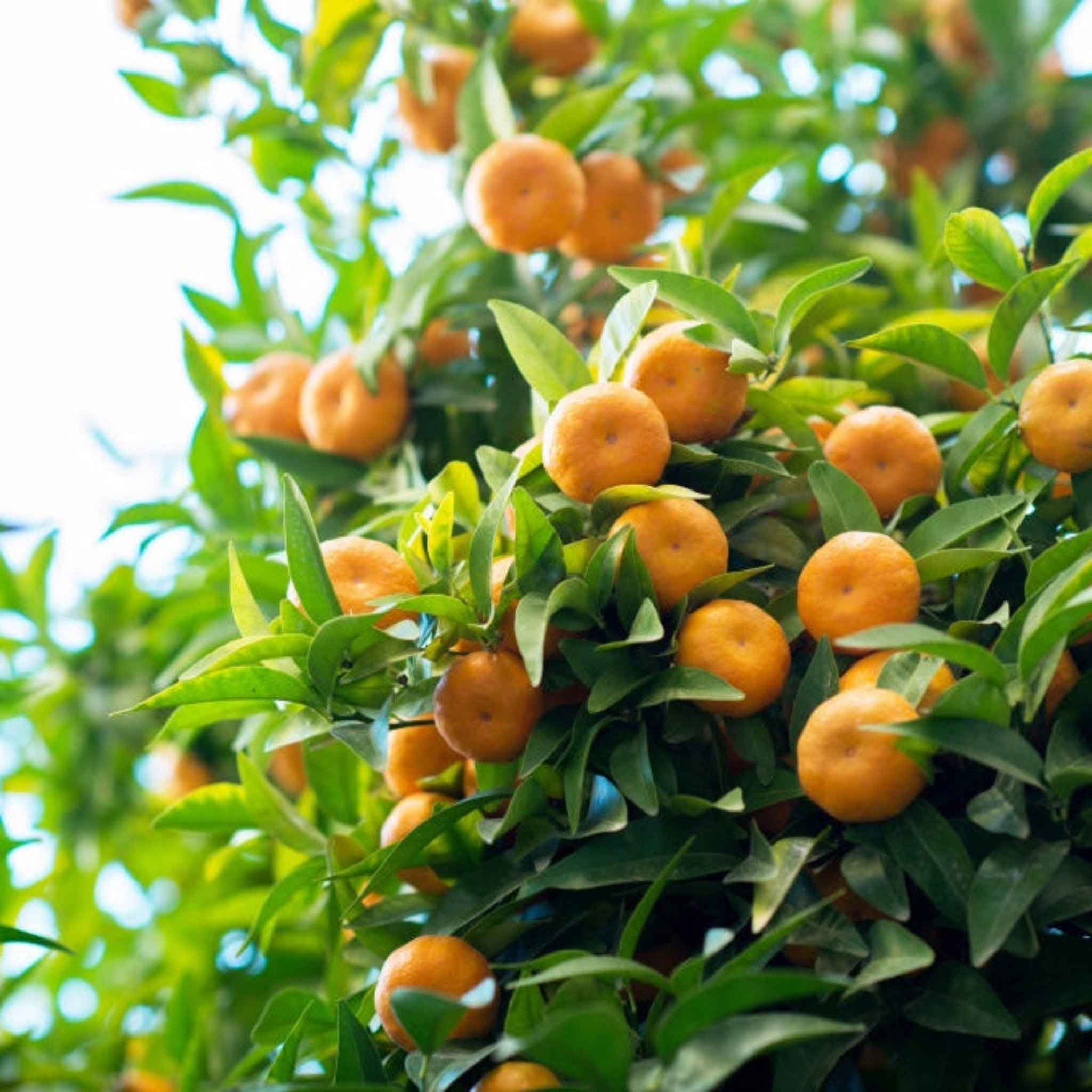 Satsuma Trees