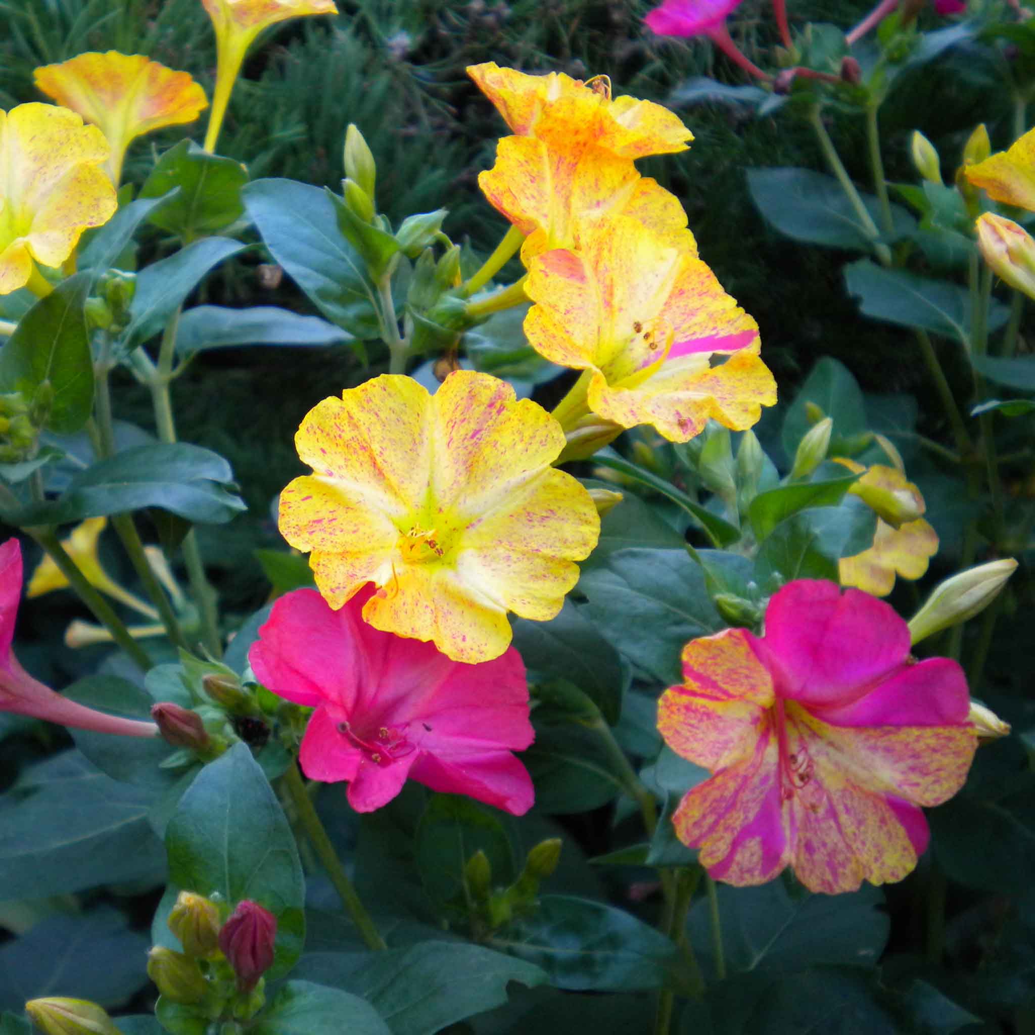 summer fun—seeds to plant now