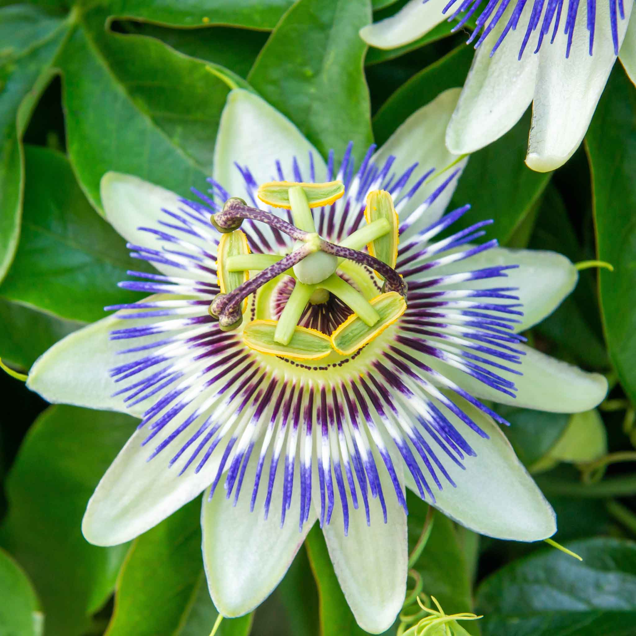 passiflora seeds