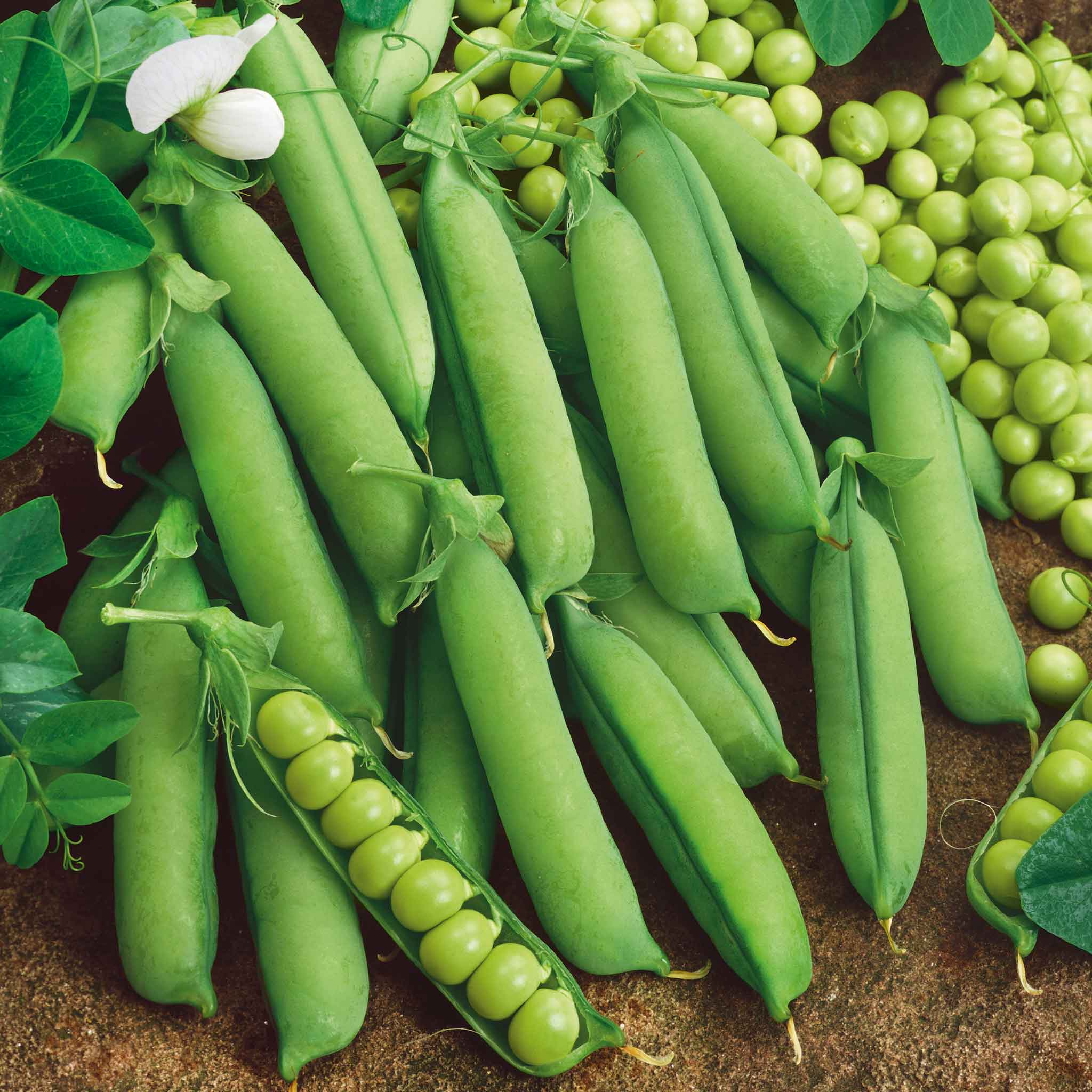 organic pea seeds