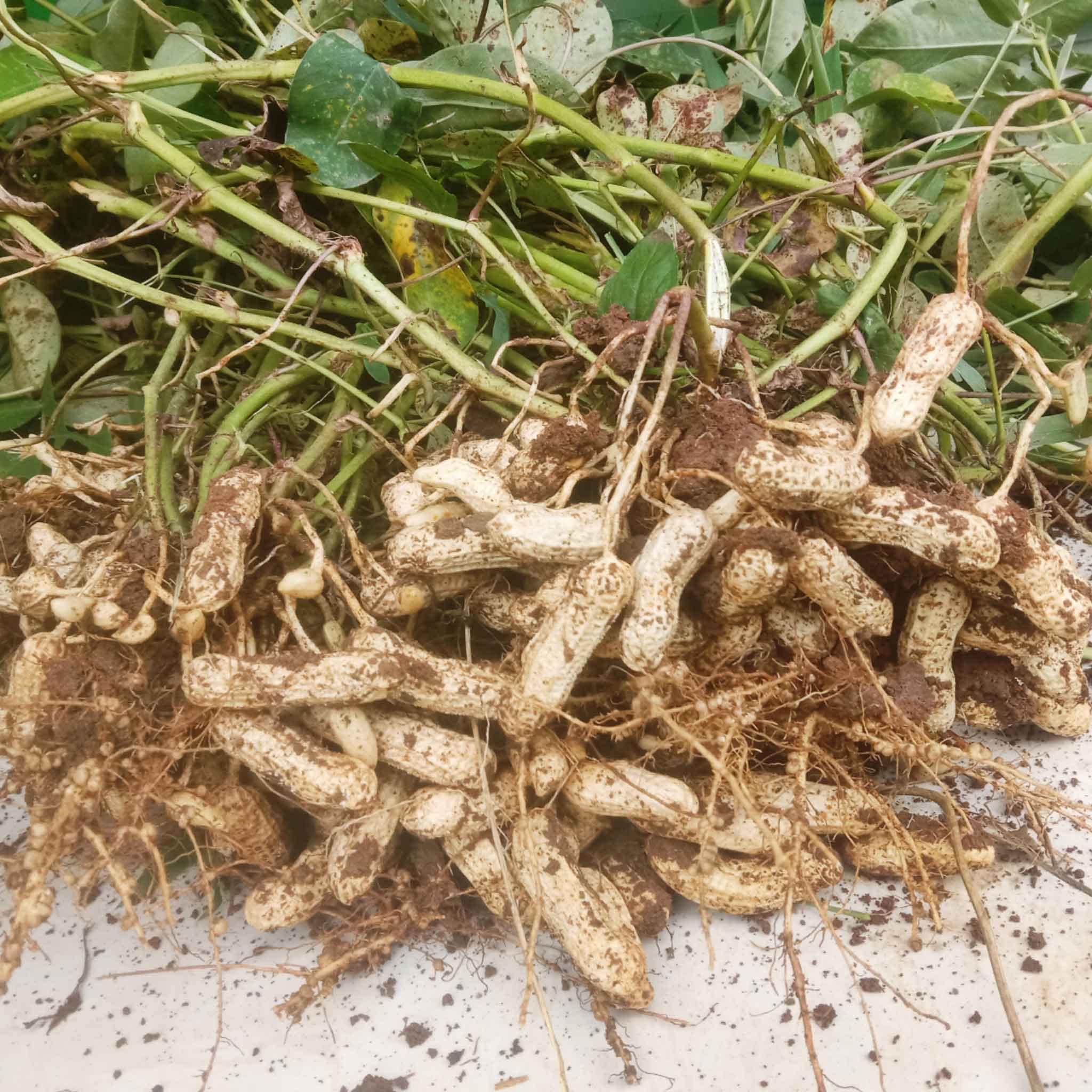 peanut plant seeds