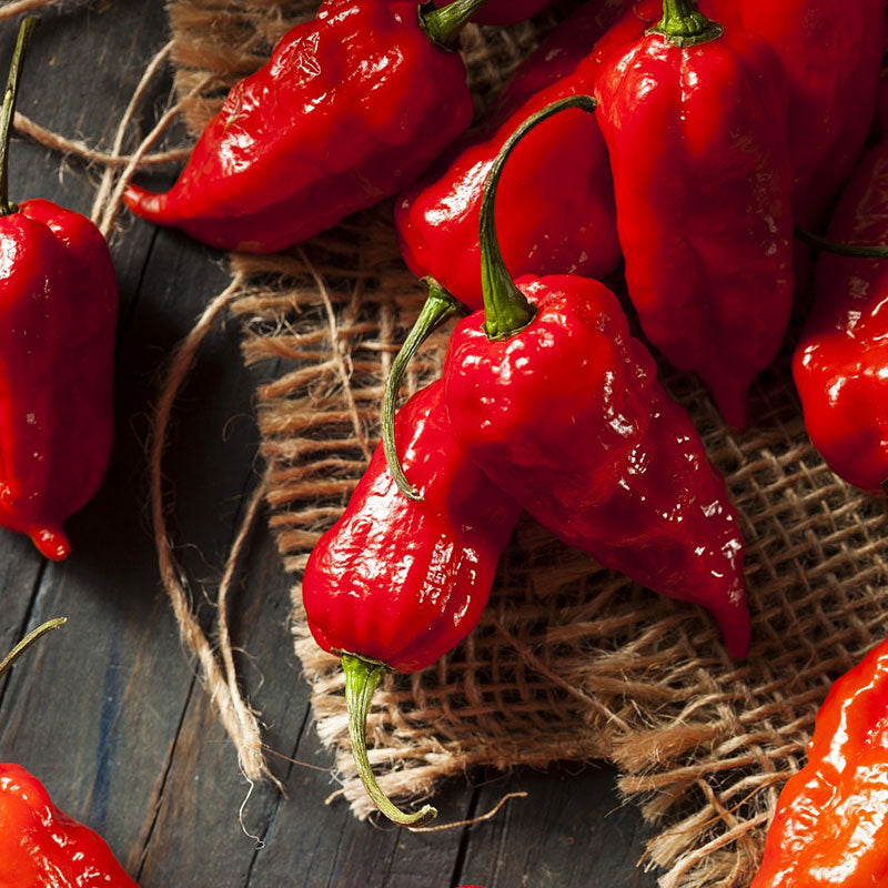 pepper seeds - hot