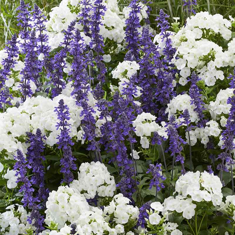 Spring Bulb Collections
