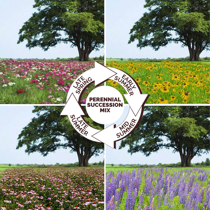 seeds for continuous blooms garden