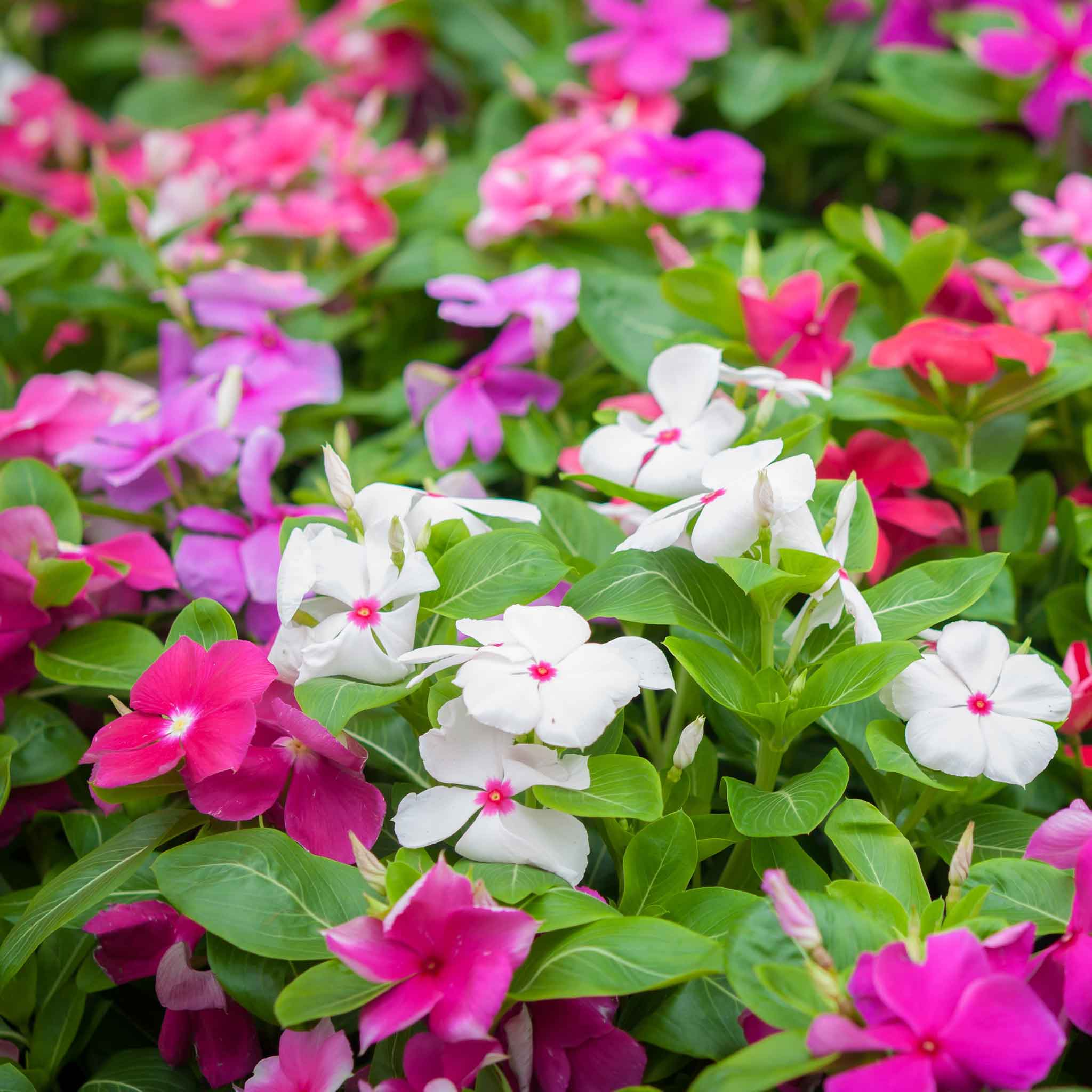 vinca seeds