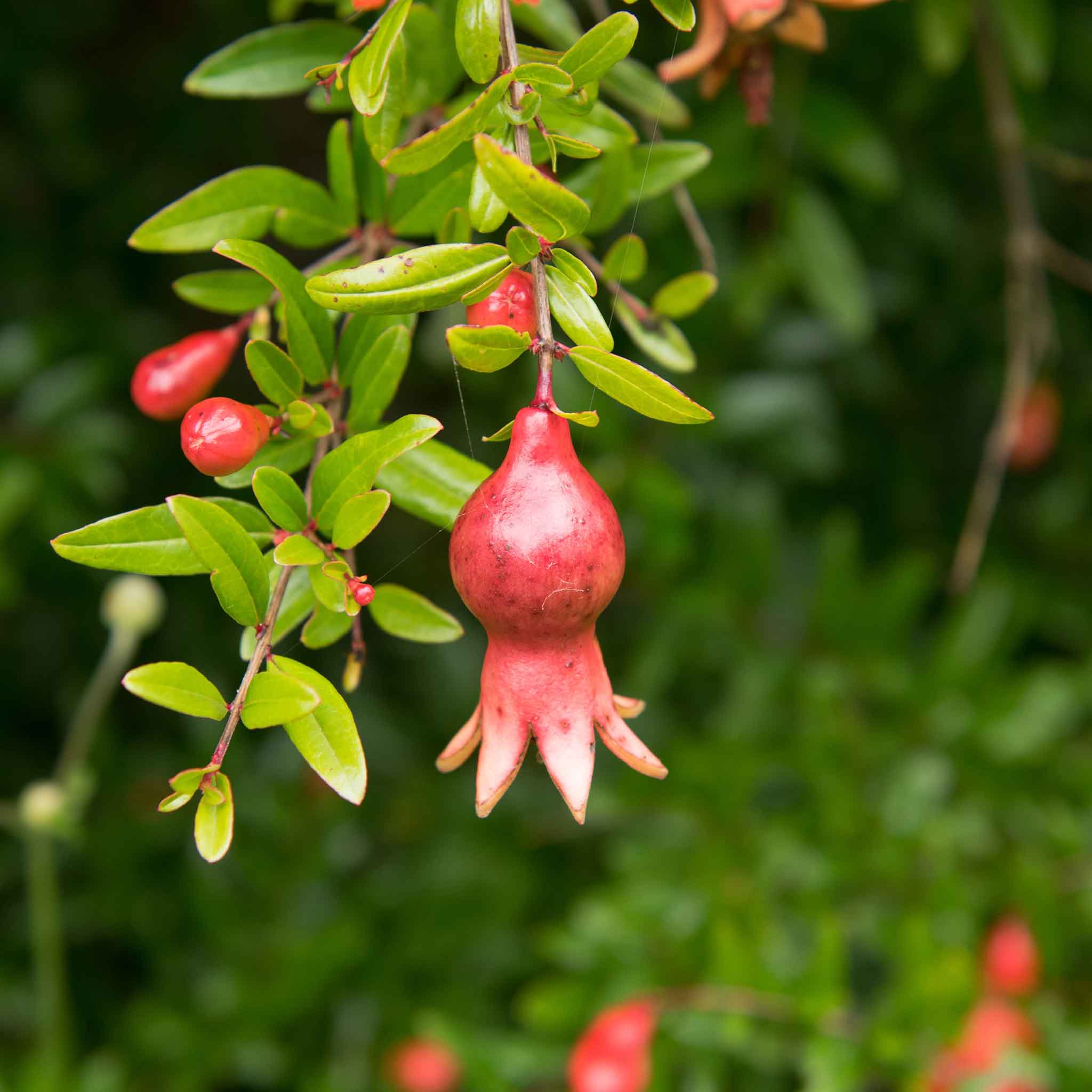 pomegranate seeds