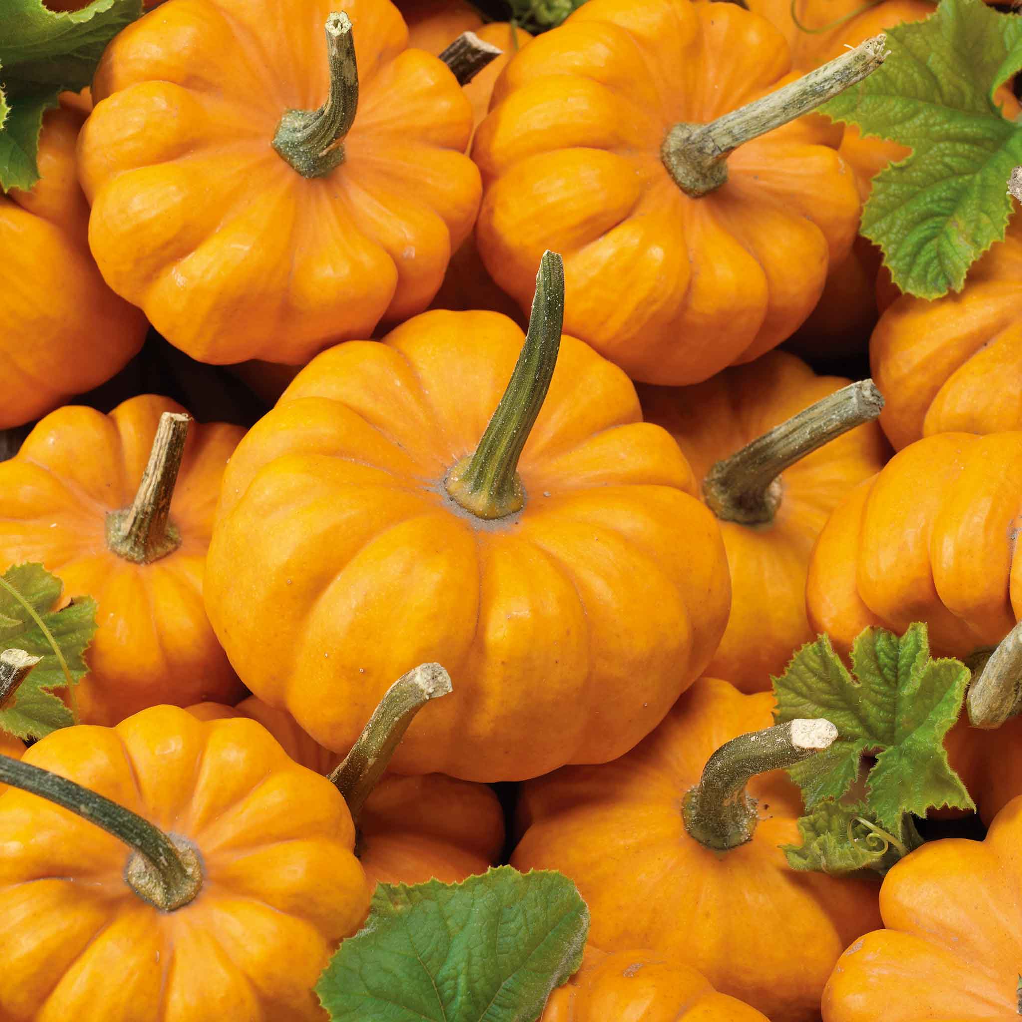 Flower Bulbs & Heirloom Seeds Vegetables, Herbs, and Wildflowers