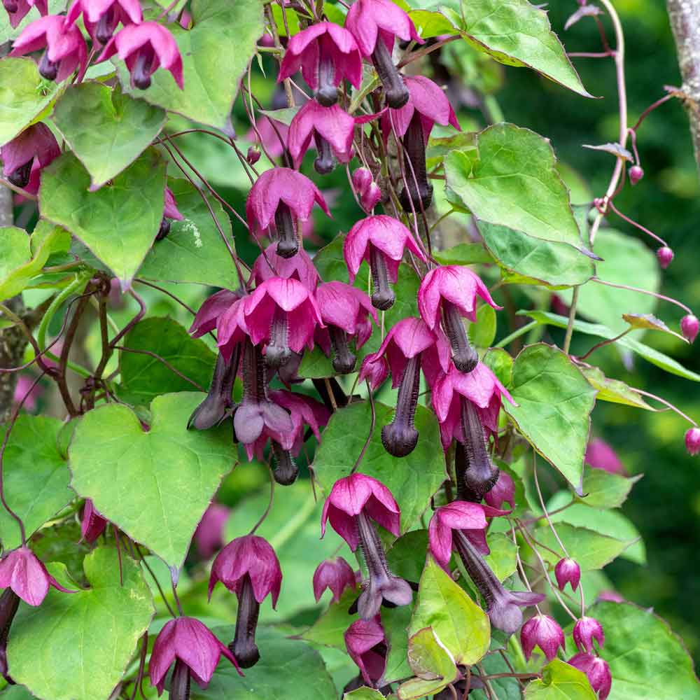 purple bell vine seeds