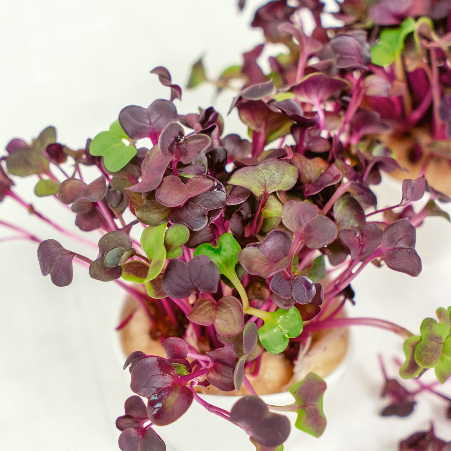 Microgreens Seeds