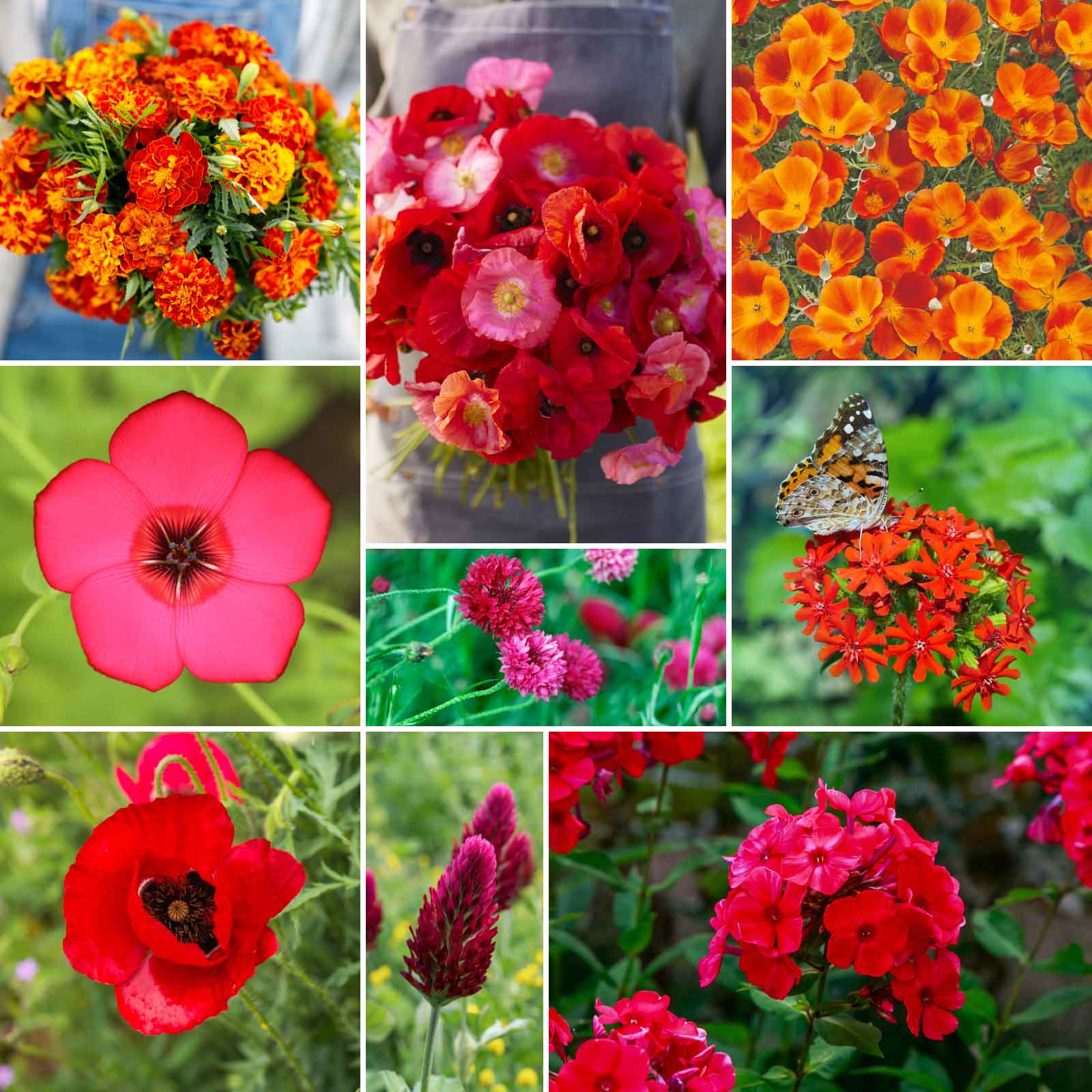red wildflower seed mixes