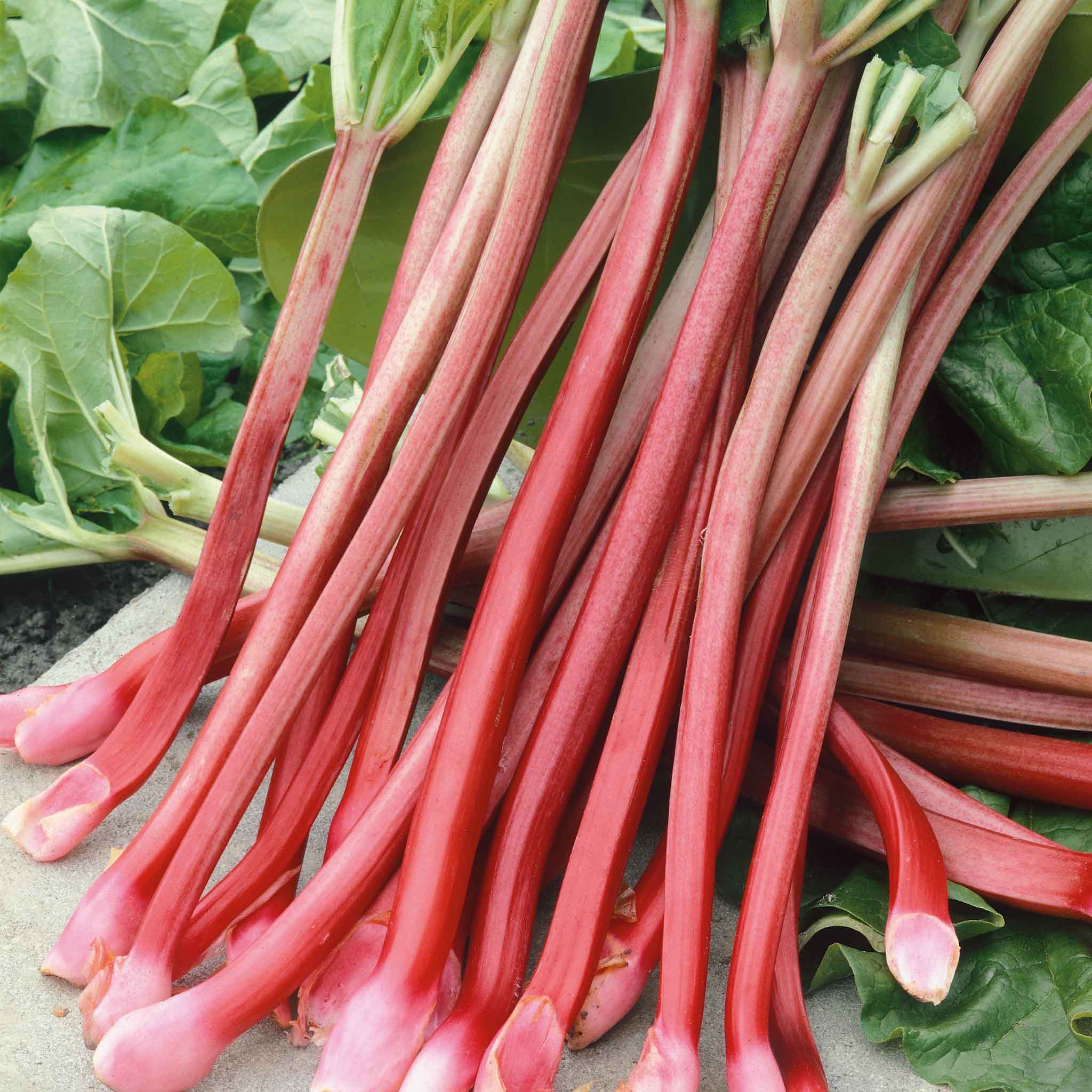 rhubarb seeds