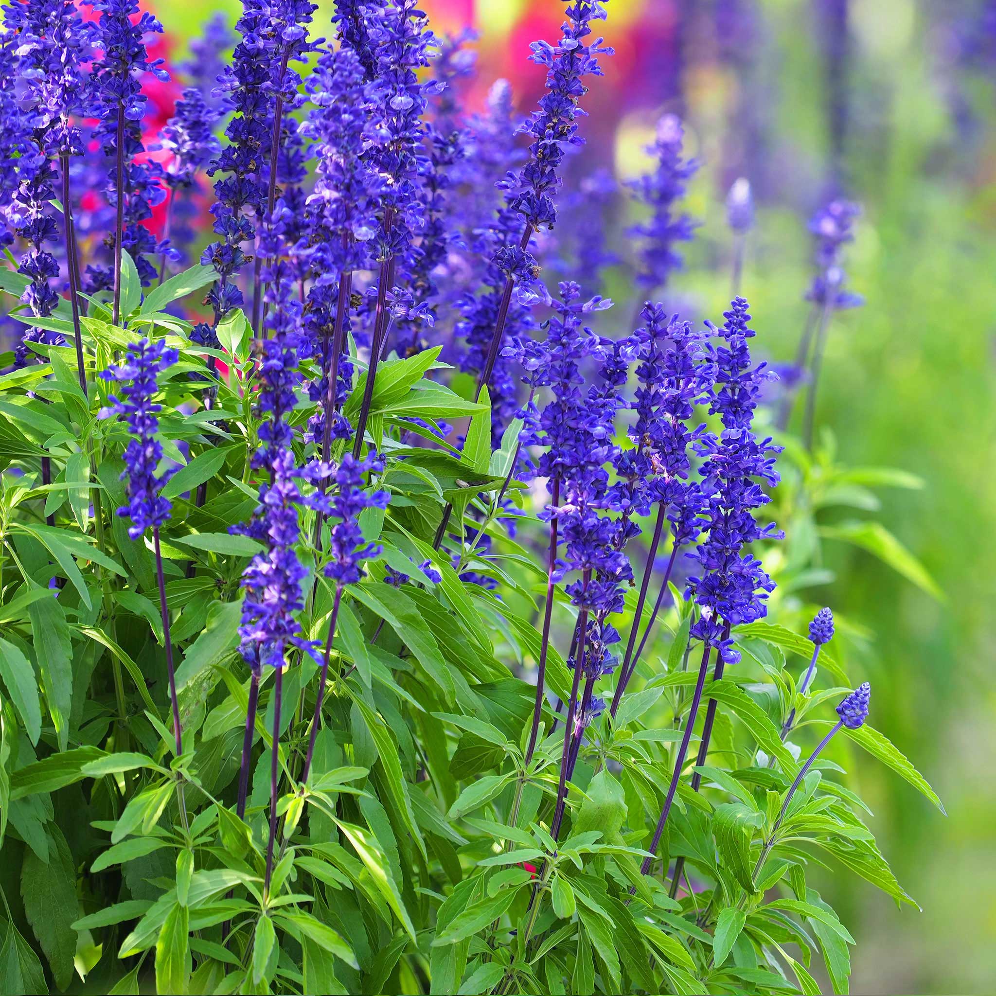 salvia seed