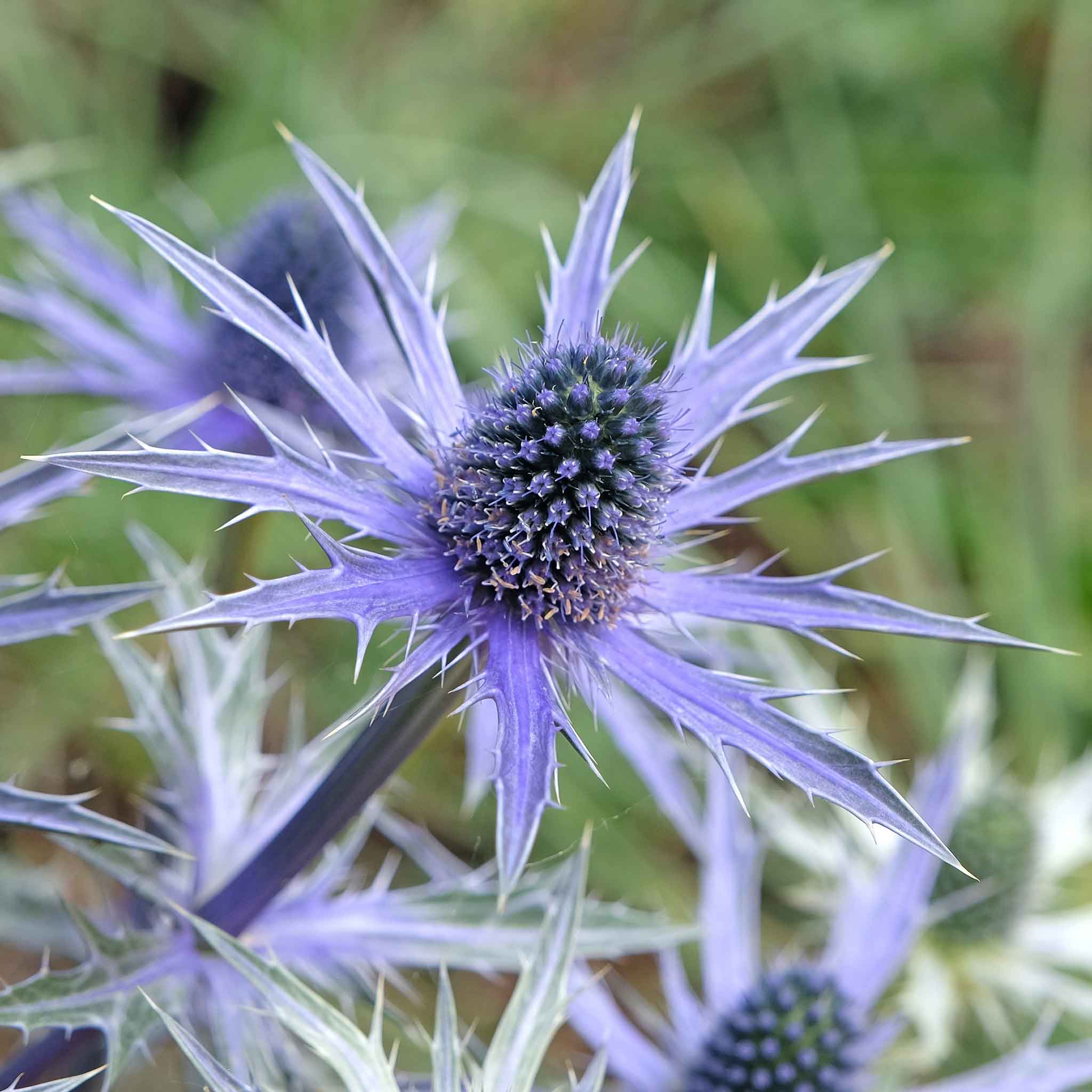 sea holly roots