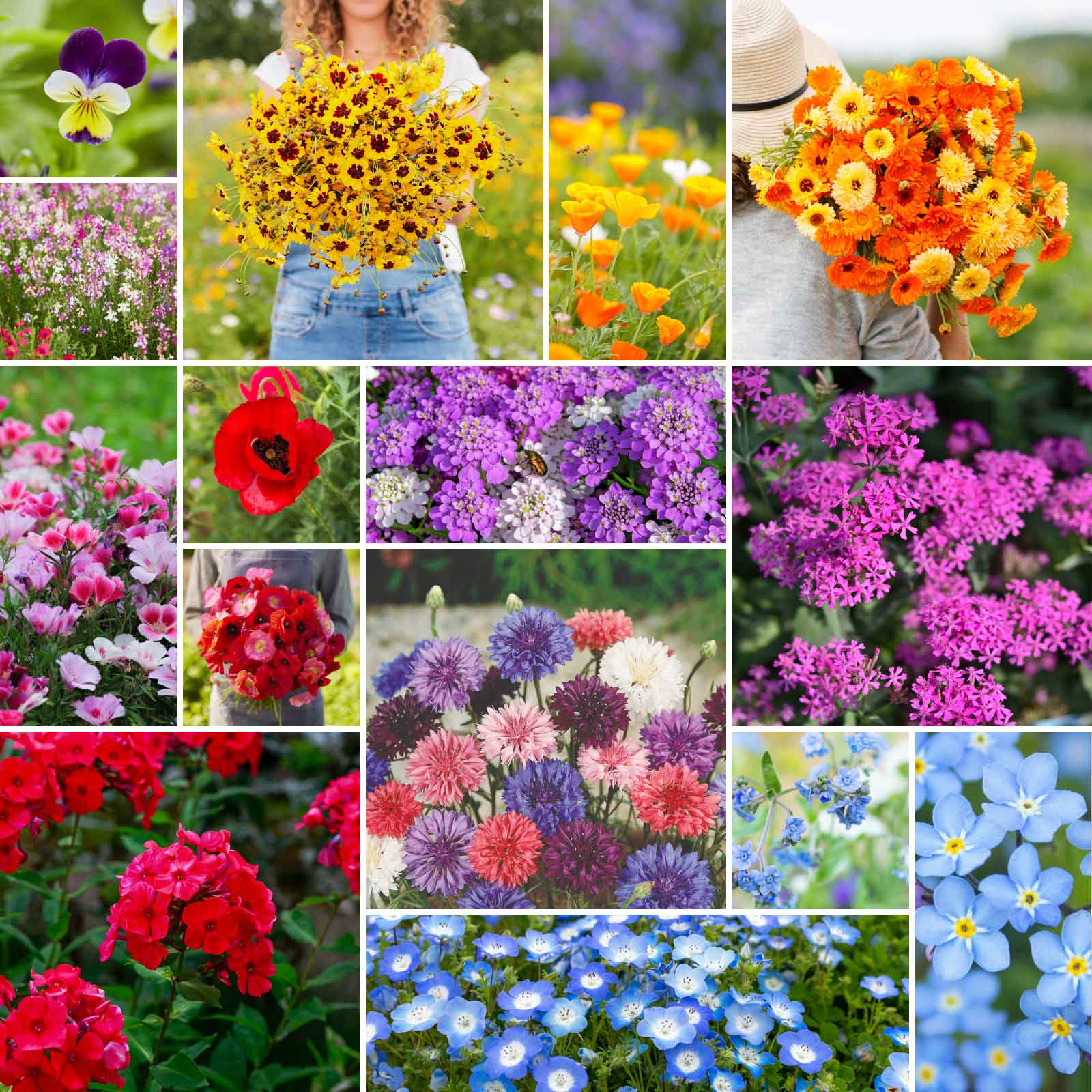 annual/perennial wildflower mixes