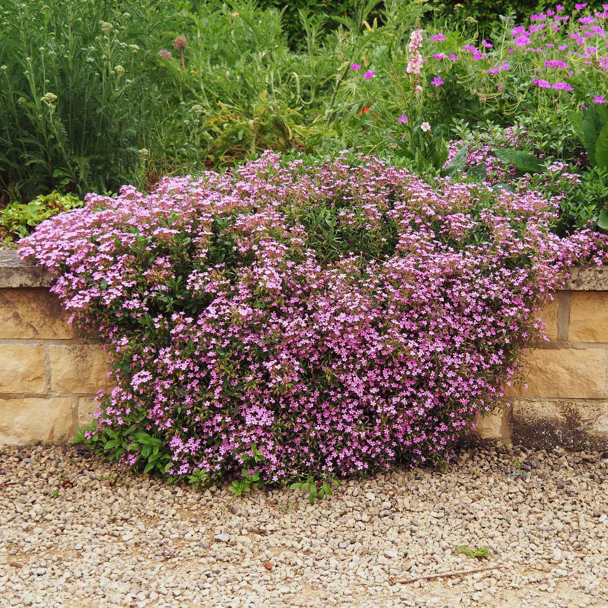soapwort seeds