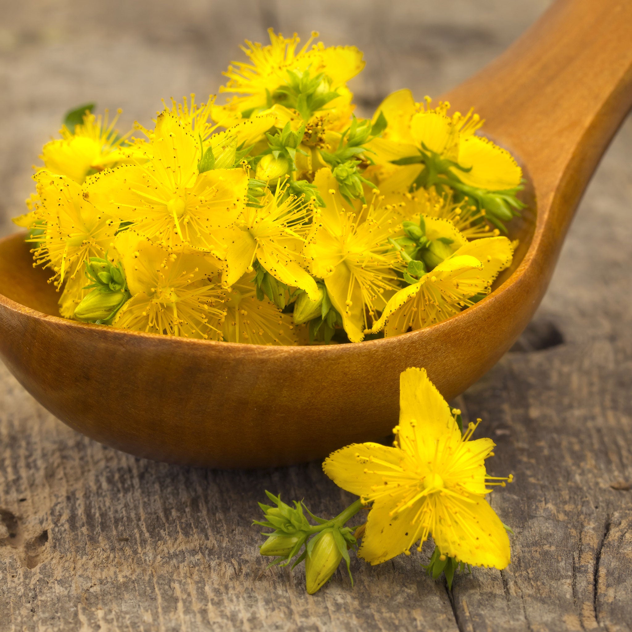 st. john's wort seeds
