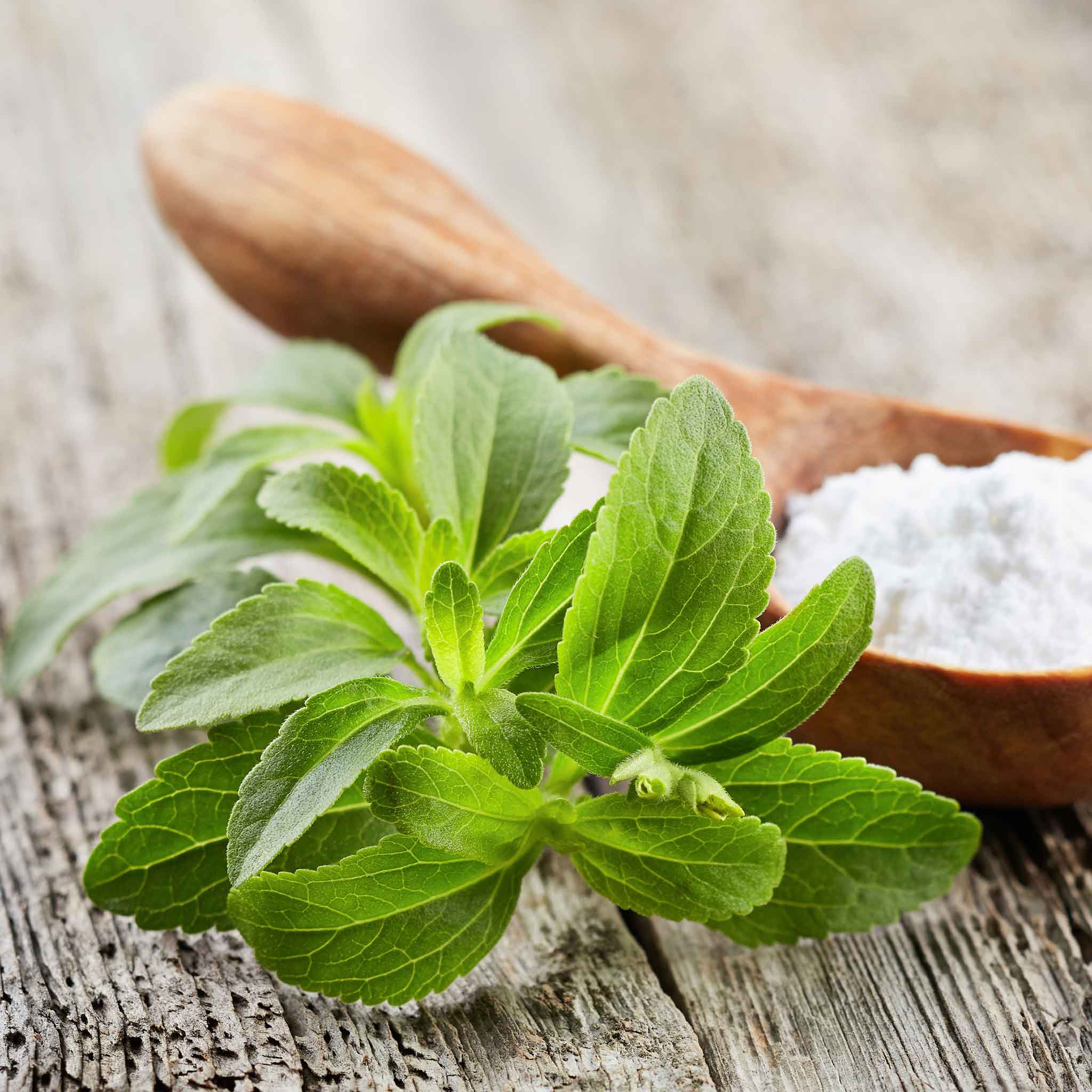 stevia seeds