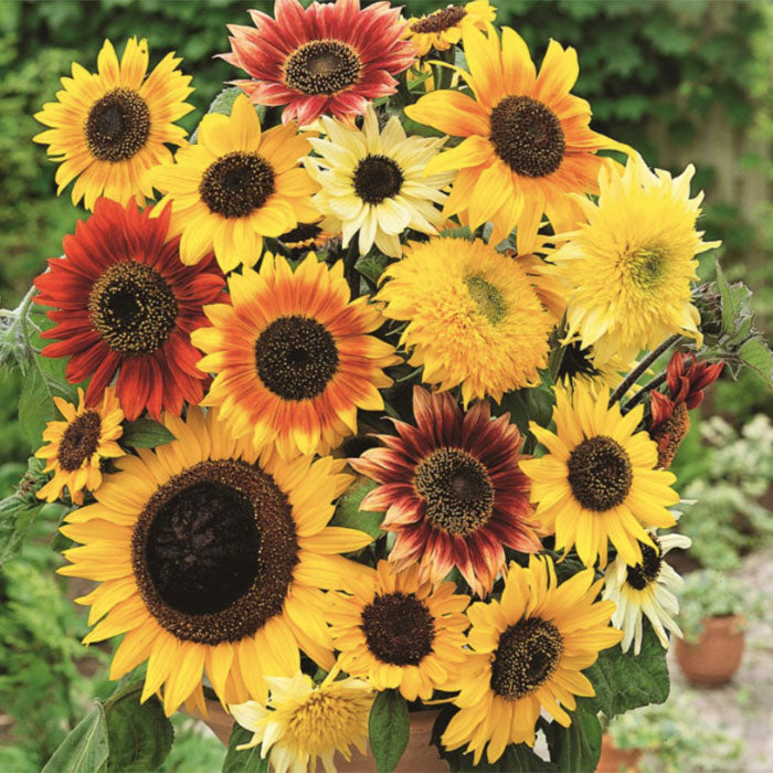 single variety flower mixes