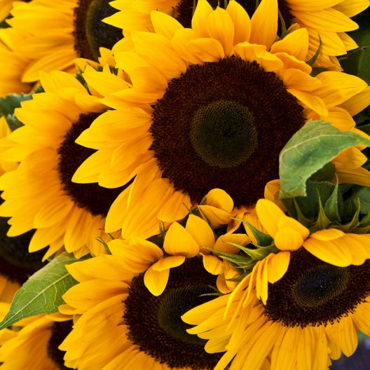 organic flower seeds
