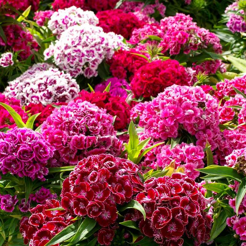 heirloom dianthus seeds
