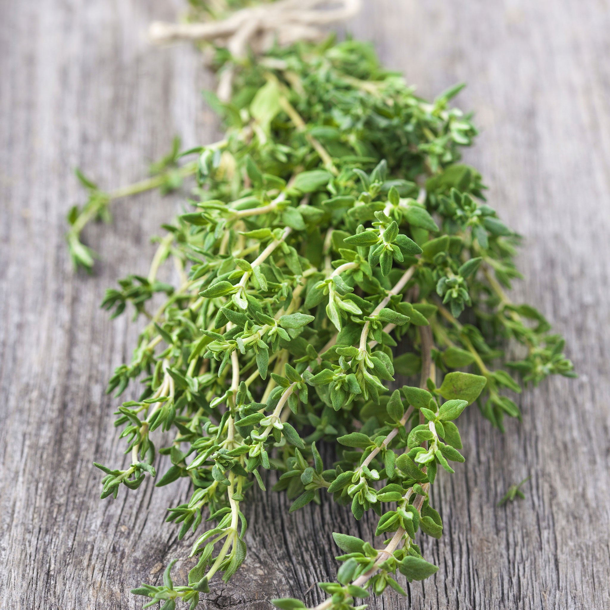 perennial herb seeds