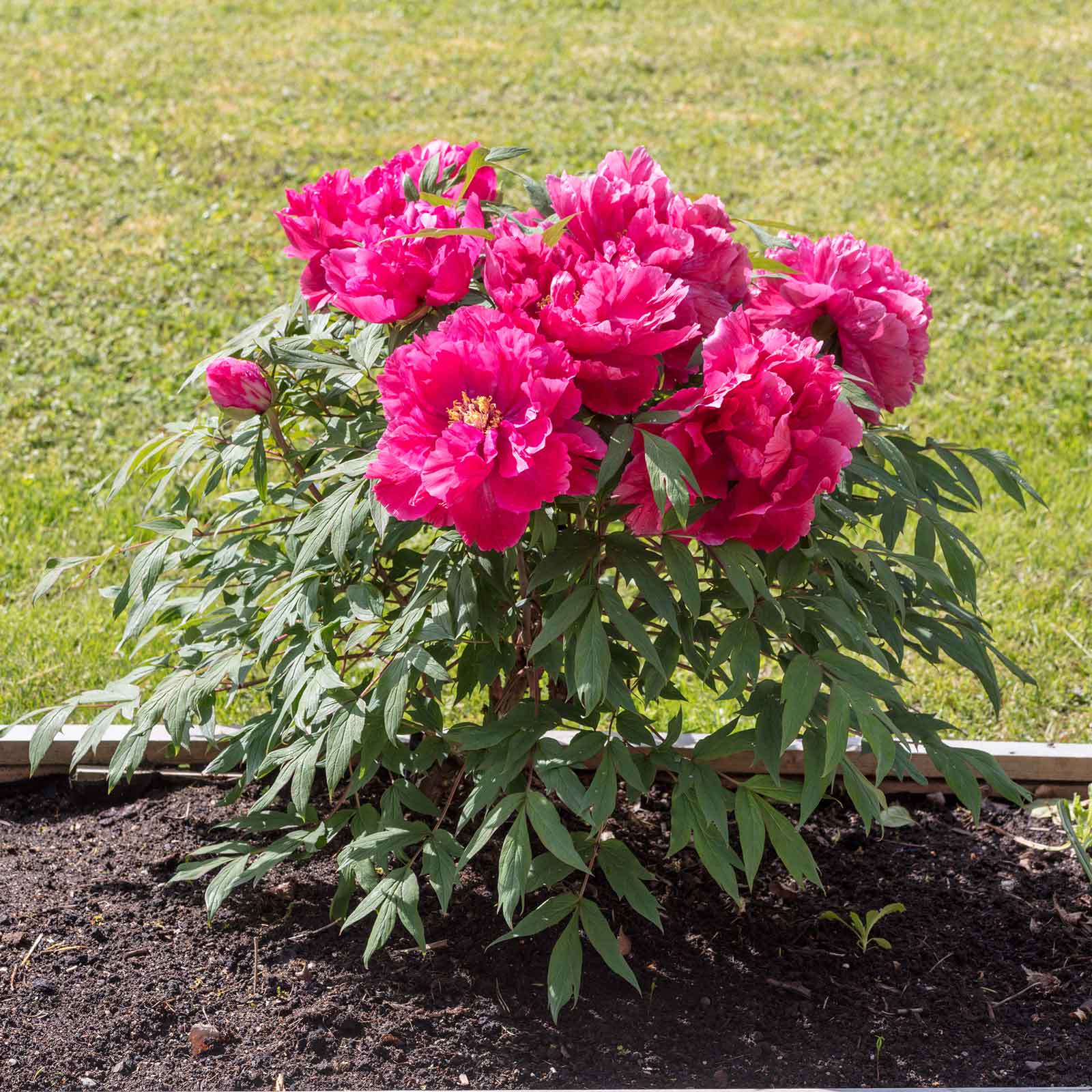 Tree Peony Roots