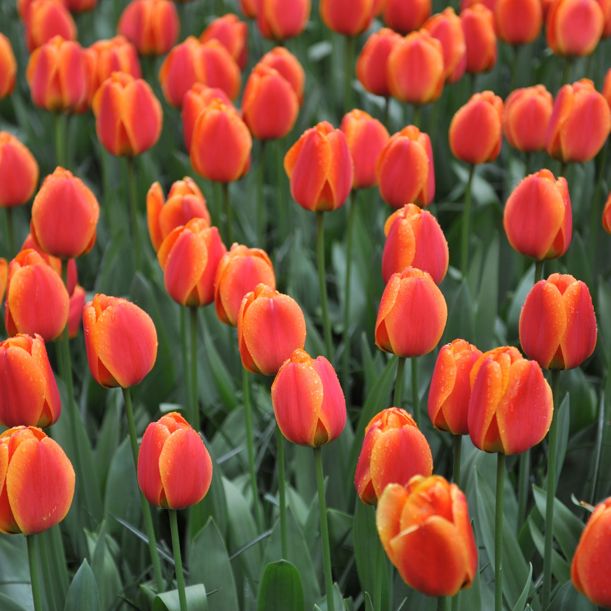 fall flower bulbs