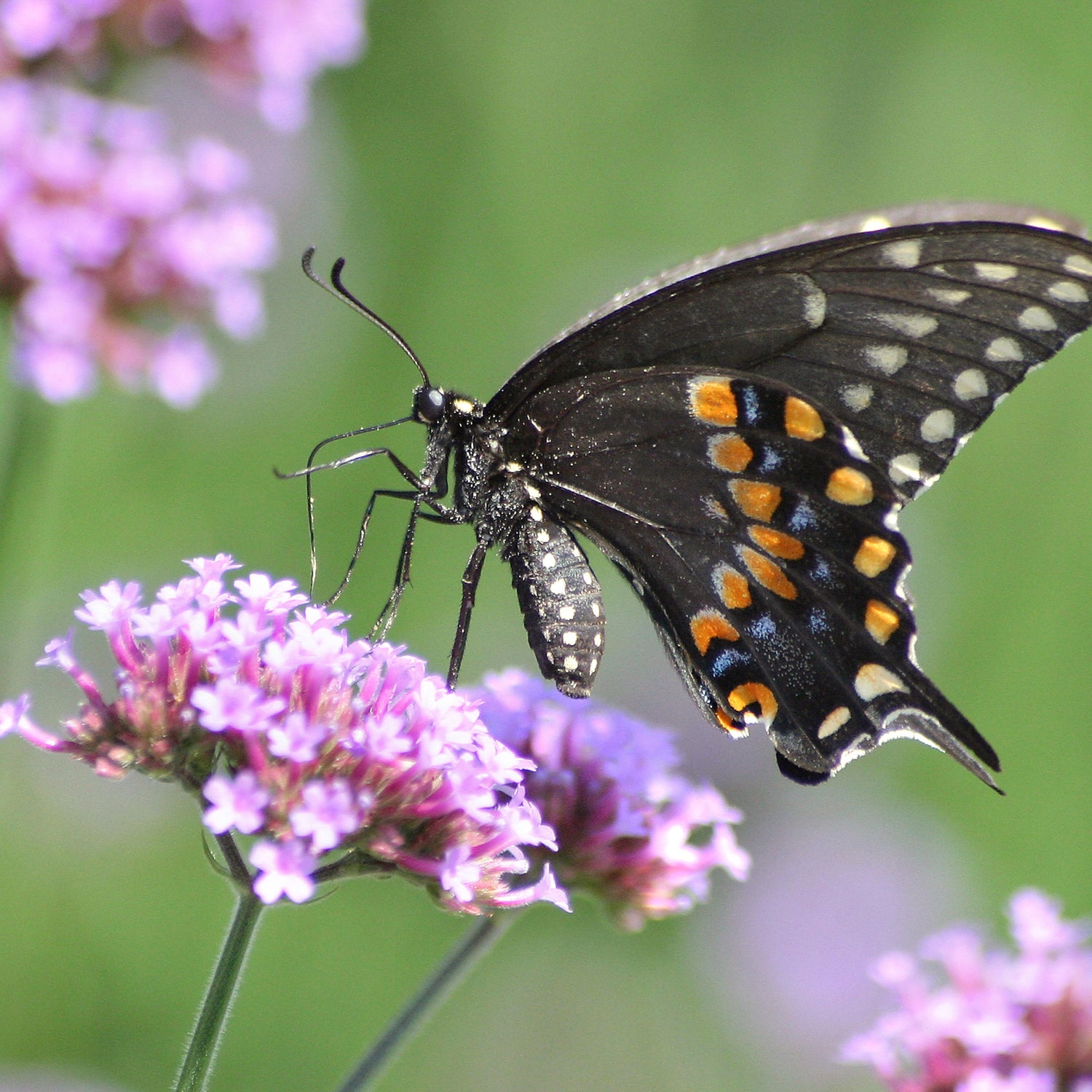 Verbena Seeds