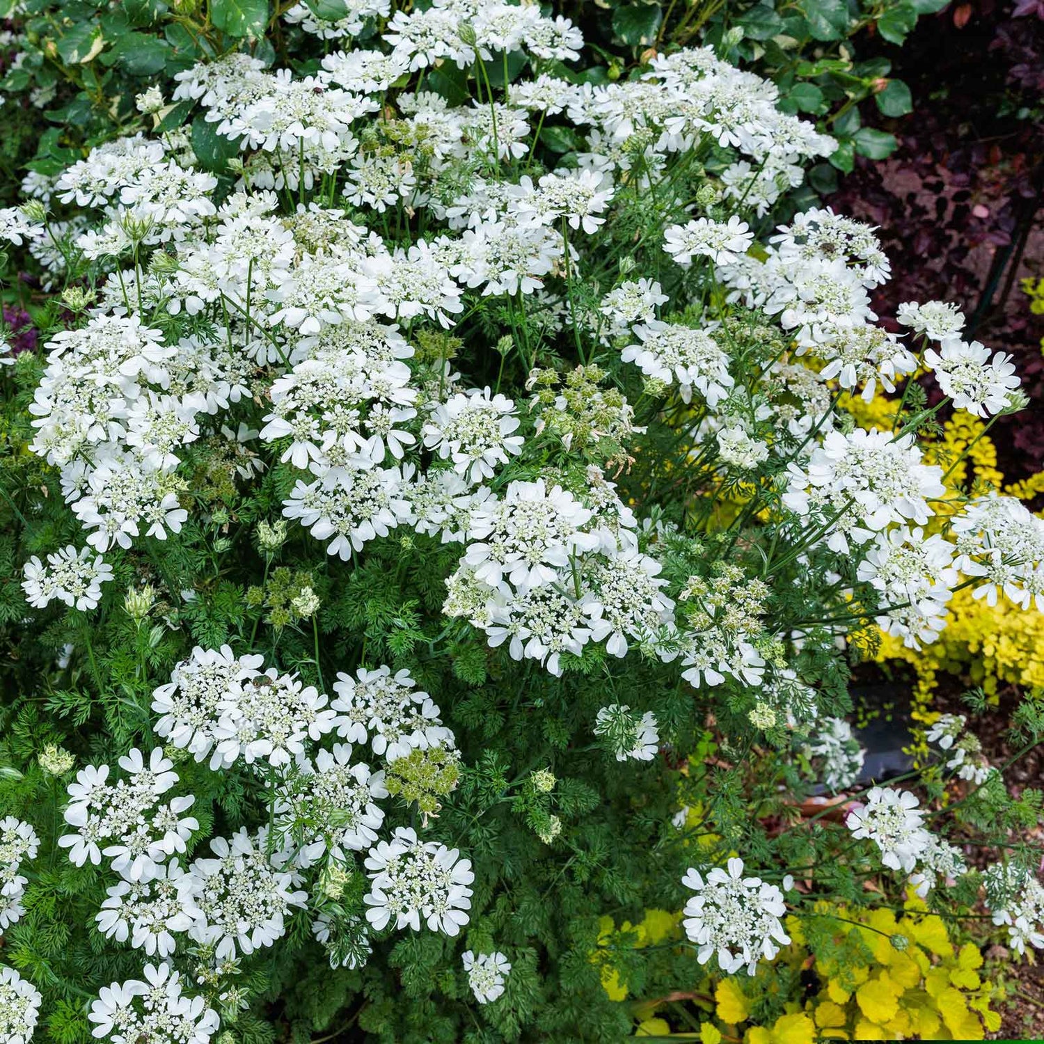 White Lace Seeds