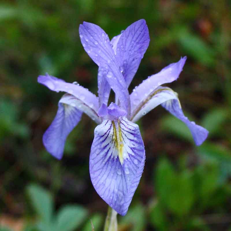 wild blue iris seeds