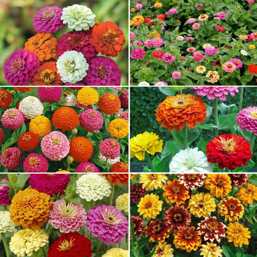 Wildflower Mixes - 25 Pounds