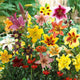 60 Days of Lilies - Long Lasting Lily Bulb Mix