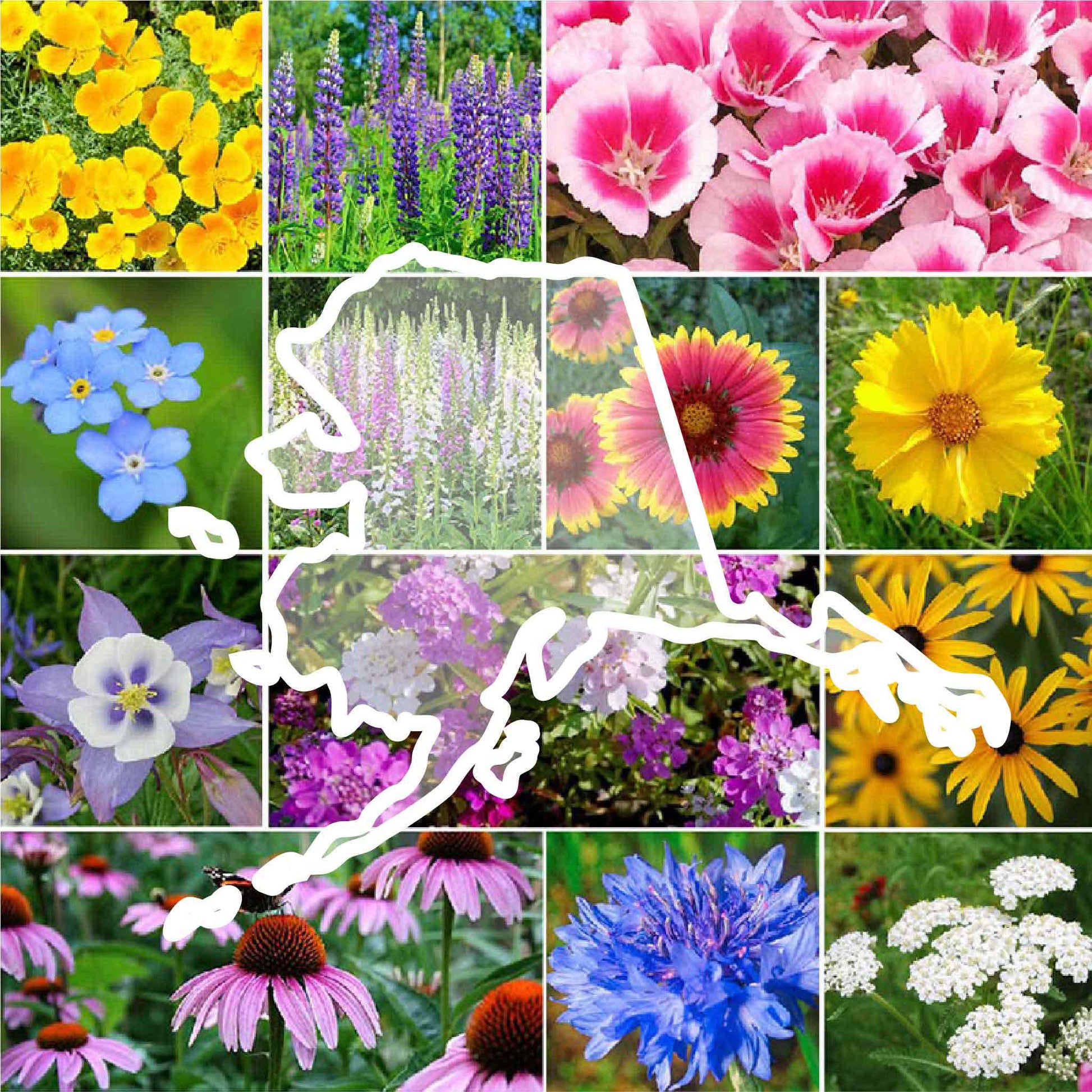alaska wildflower seed mix