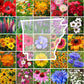 arkansas wildflower seed mix