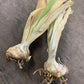 bearded iris bulbs