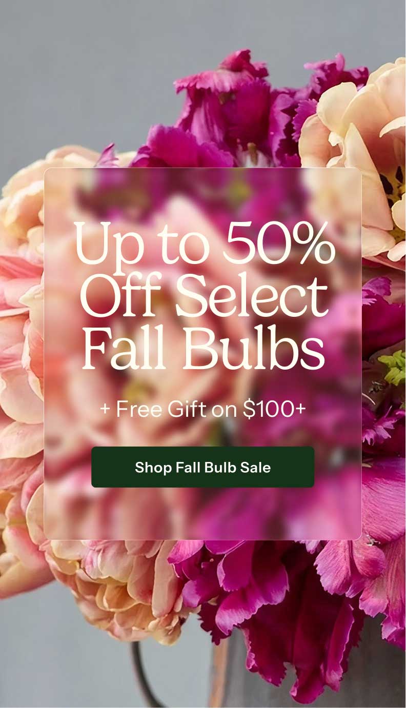 50% off select fall bulbs