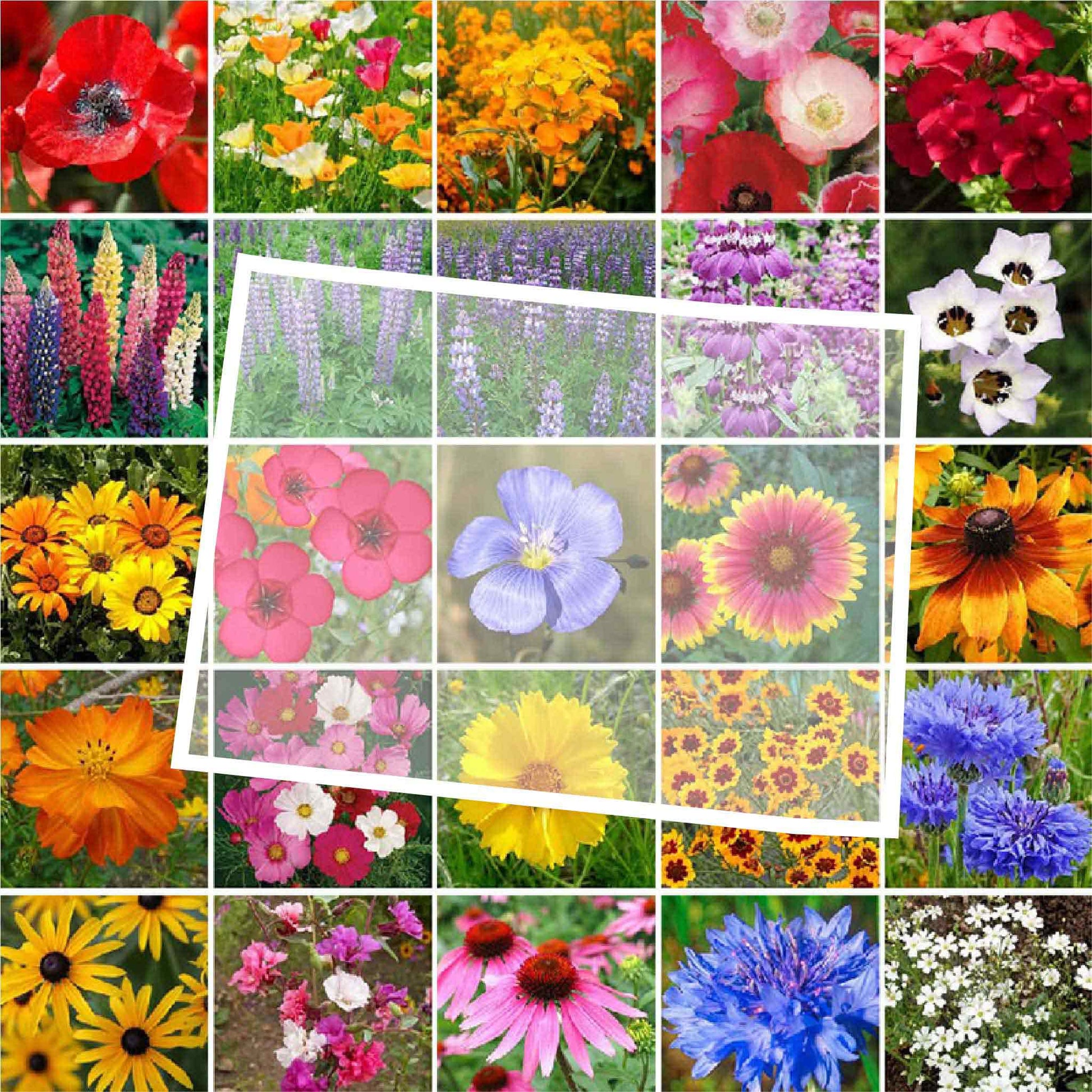 colorado wildflower seed mix