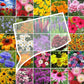 connecticut wildflower seed mix