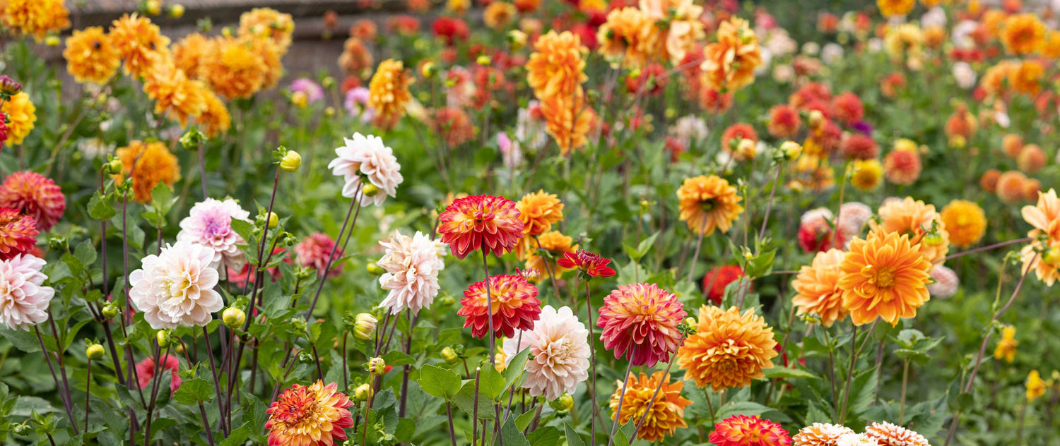 Field of Colorful Dahlia Flowres