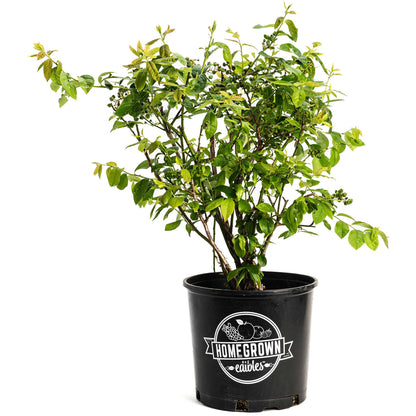 Duke Blueberry Bush