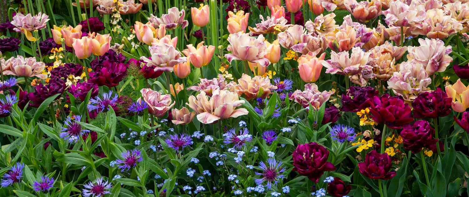Pink and Purple Tulips