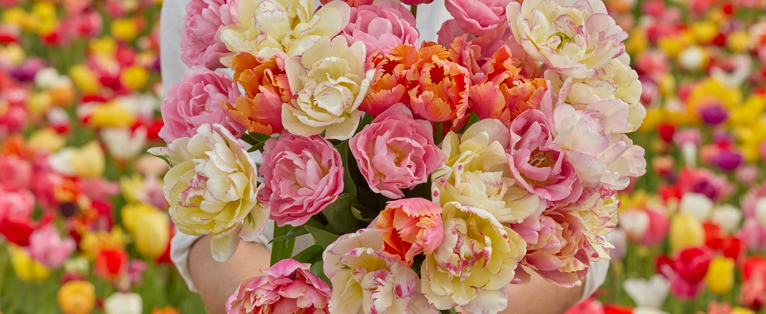 Bouquet of pink and yellow tulips held by a person in a field of colorful tulips